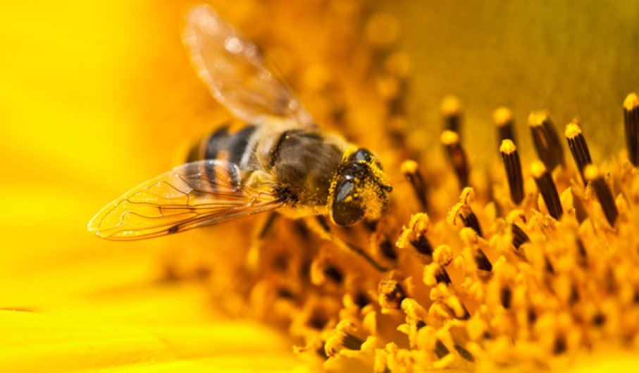пчелен-прашец-ползи