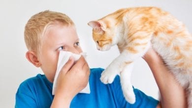 Алергии към животни