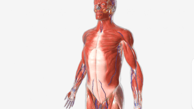 Аматомия на Човешкото тяло