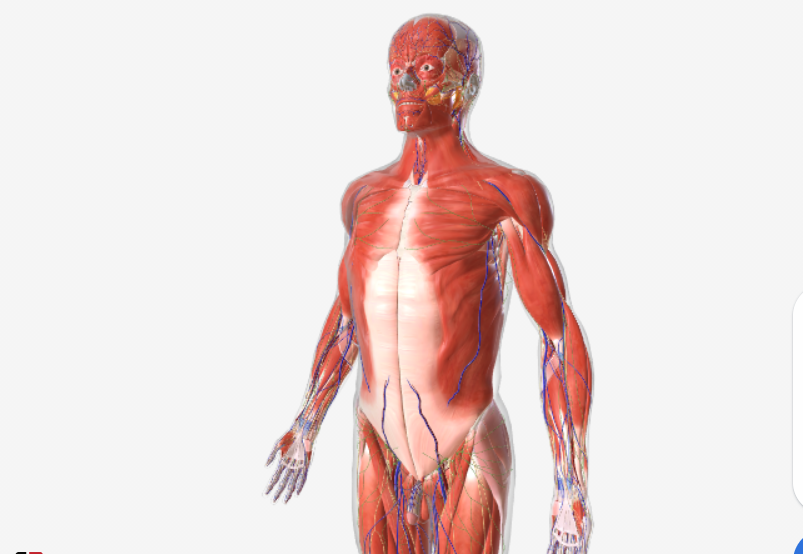 Аматомия на Човешкото тяло